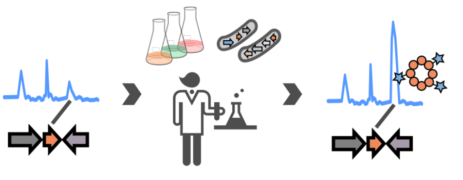 From Prototype to Production - Optimizing Microbial Peptide Yields